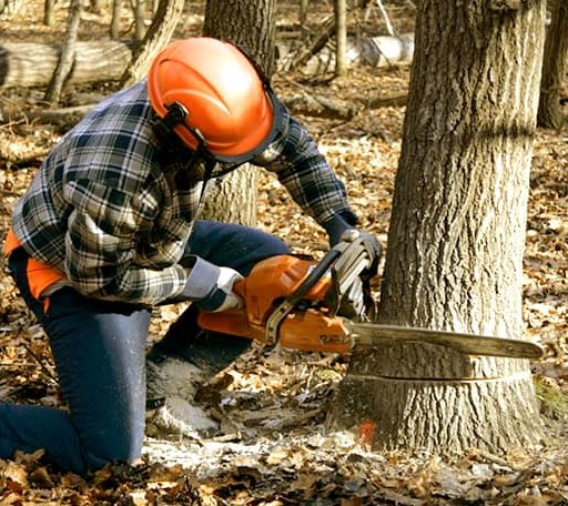 Tree Removal in Mount Hope, OH